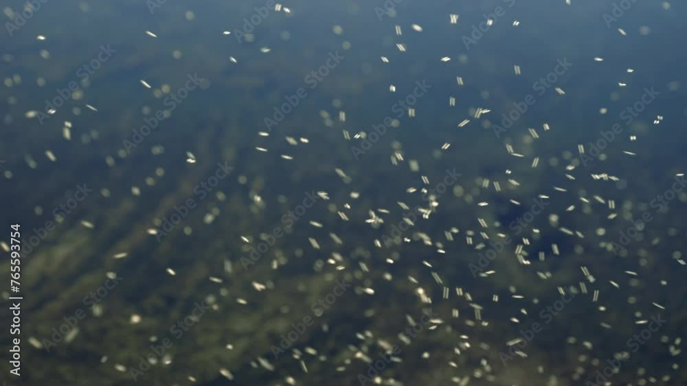 Flying insects swarming over lake