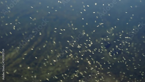 Flying insects swarming over lake photo