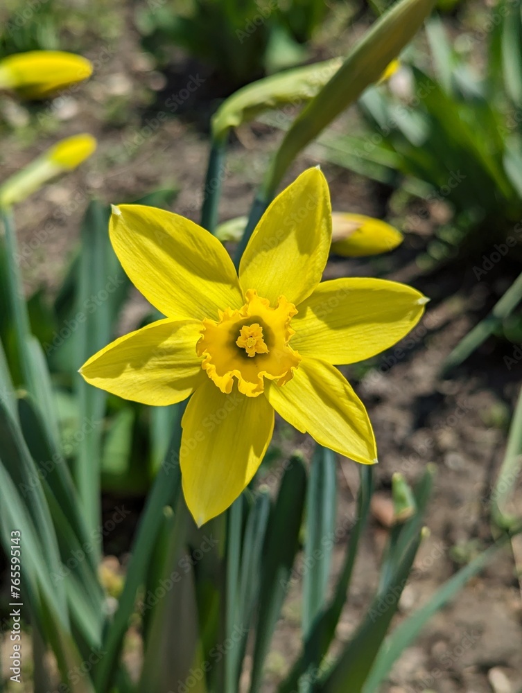 daffodils in spring daffodils in spring