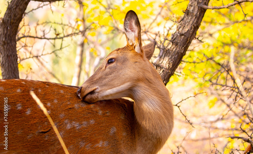 Beautiful sika deer in the autumn forest against the background of colorful foliage of trees. The deer looks to the sides and chews the grass. Fabulous forest autumn landscape with wild animals. photo