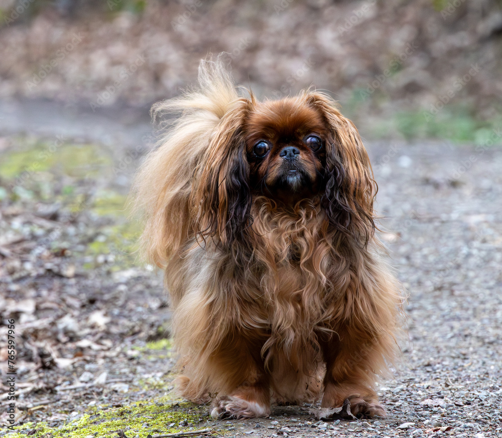 Pekingese dog on a walk in the park. Shallow depth of field Pekingese dog on a walk in the park. Shallow depth of field