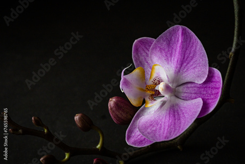 Branch of a blooming purple orchid curved up close-up on a dark background marco. Gorgeous Phalaenopsis orchid flowers, isolated, copy space, high quality photo photo