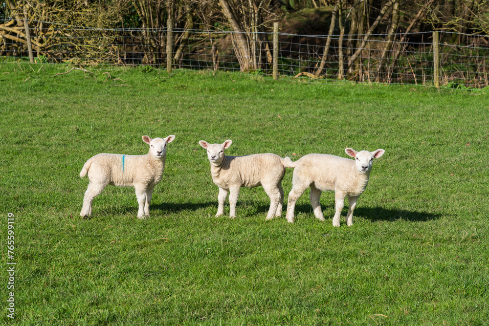Three cute spring lambs in a field Three cute spring lambs in a field