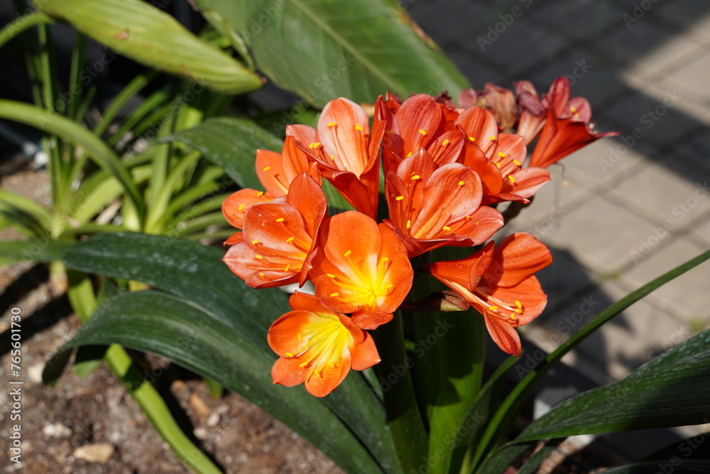 Fototapeta premium Bush or Natal lily, orange flowers
