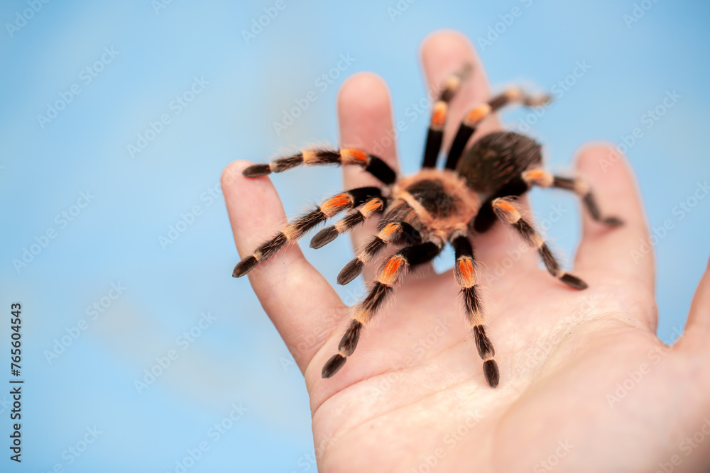 Tarantula spider on a man's hand close up. Tarantula spider as a pet. Tarantula spider on a man's hand close up. Tarantula spider as a pet.