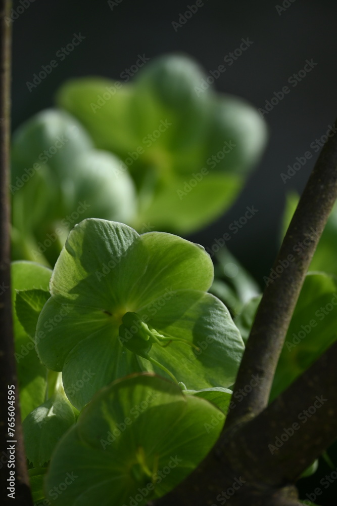 Obraz premium close up of leaves