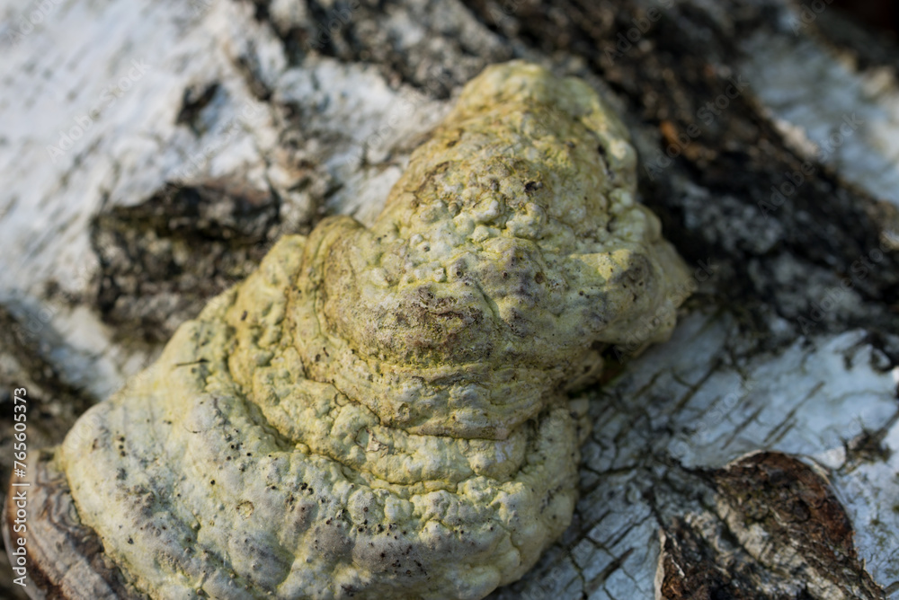 tinder fungus, Fomes fomentarius on birch tree closeup selective focus