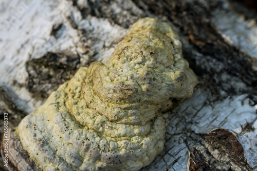 tinder fungus, Fomes fomentarius on birch tree closeup selective focus