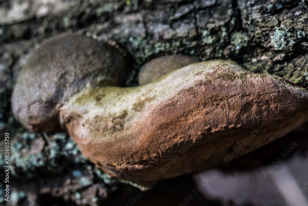 Oak tinder, Fomitiporia robusta fungus closeup selective focus - obrazy, fototapety, plakaty 