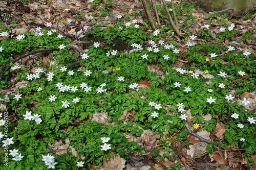 Waldboden mit weißen Blüten im Frühling