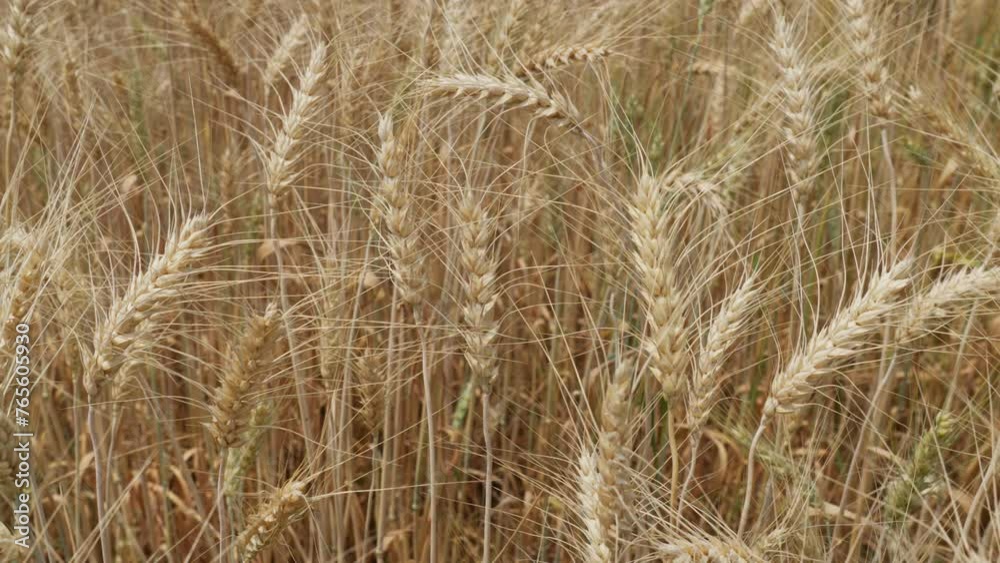 Close up of barley spikes slowly moving in the wind Close up of barley spikes slowly moving in the wind