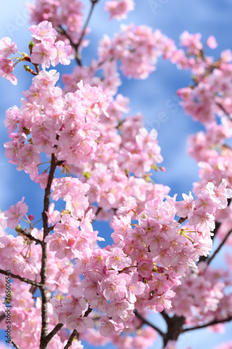 ピンクの桜と青い空