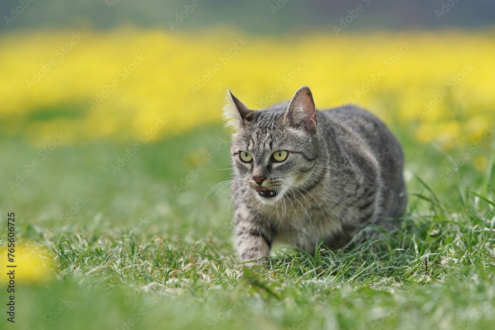 A beautiful tabby cat walks on a blooming meadow. Portrait of a european tabby cat. 