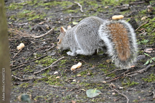 squirrel in the park looking for food