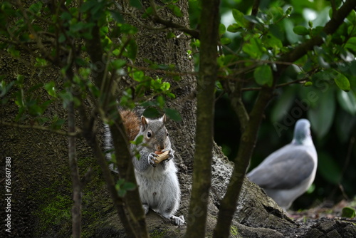 Fototapeta Naklejka Na Ścianę i Meble -  squirrel eating peanut secretly behind branch