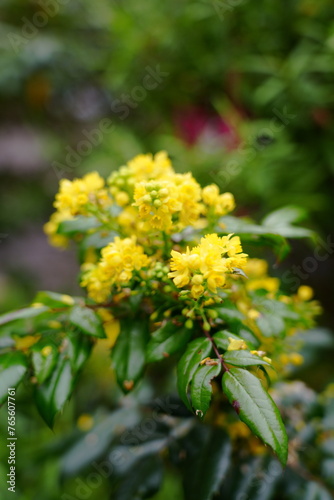 yellow flowers in the park