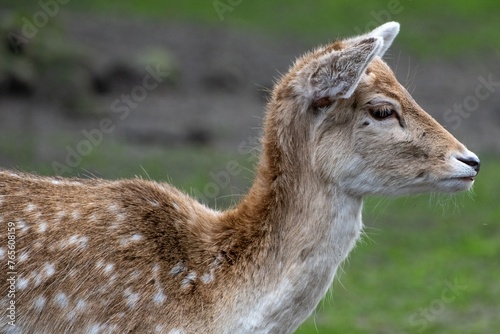 Portrait of a young fallow deer