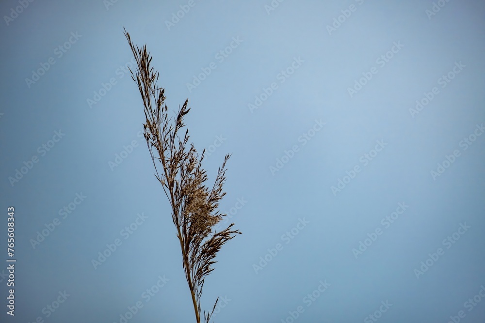 Fototapeta premium flower of reed canary grass