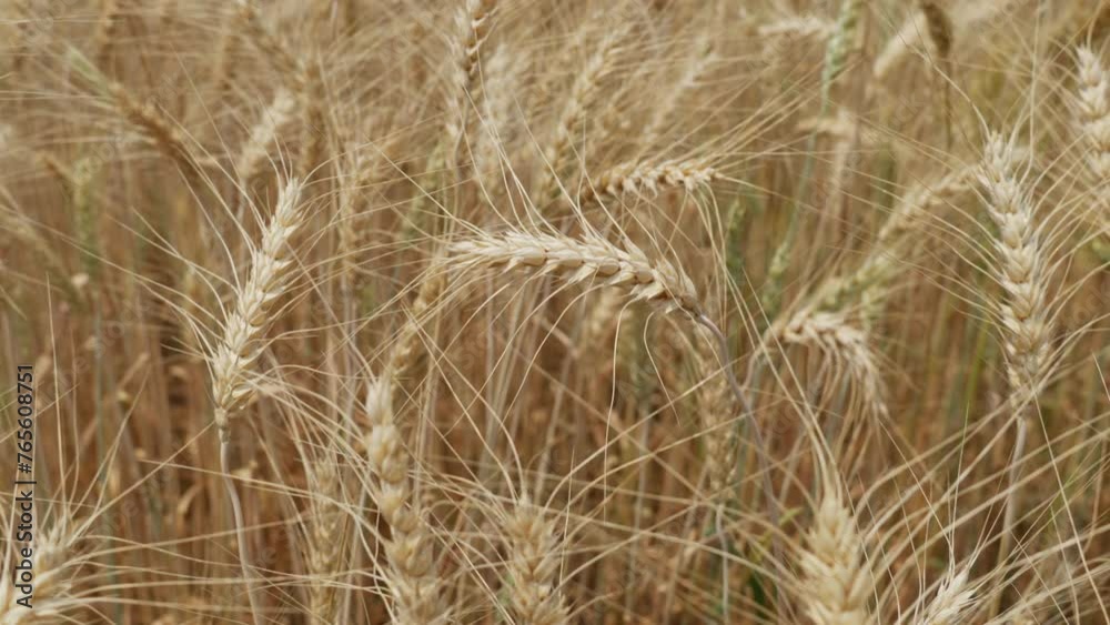 Close up of barley spikes slowly moving in the wind Close up of barley spikes slowly moving in the wind