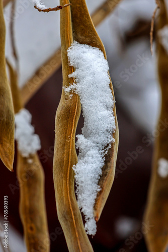 Huaxian County, Henan Province: Silver covered trees after snow photo