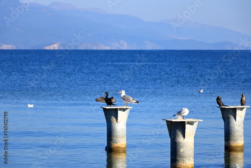 cormorant birds an gulls at the Ohrid lake in Albania