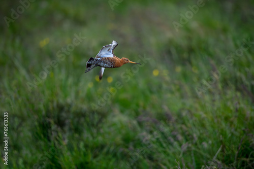 Common snipe (Gallinago gallinago) is a small, stocky wader bird native to the Old World. Breeding habitats are marshes, bogs, tundra and wet meadows throughout the Palearctic. Wildlife scene