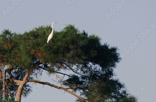 Crested Ibis and Egret in Xiazhu Lake, Deqing, Zhejiang (14) photo