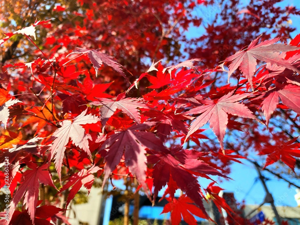 빨갛게 물든 단풍나무