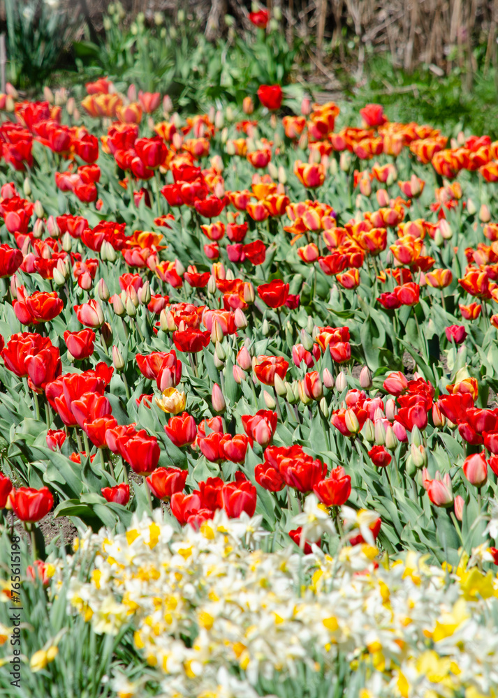 blooming tulips, plantation of red and orange bulb tulips