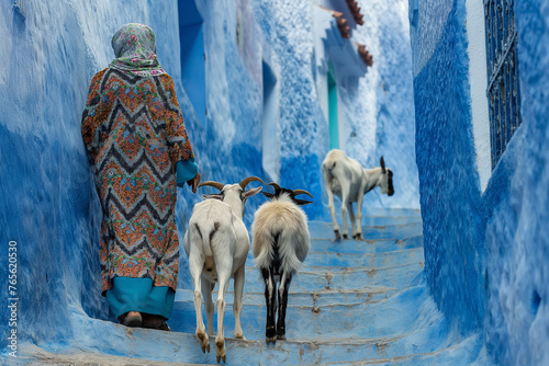  shepherd women with their goats, walking down the blue-white streets in Chefchaouen - the blue city Morocco - amazing palette of blue and white buildings © Natalia Schuchardt