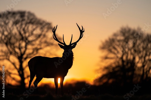 Silhouette of a majestic stag standing in the grass, trees on either side, low angle shot, golden hour lighting, backlit, sunset