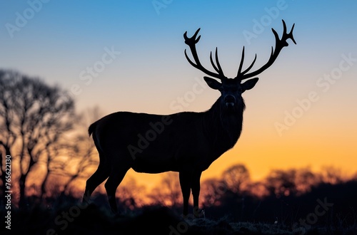 Silhouette of a majestic stag standing in the grass  trees on either side  low angle shot  golden hour lighting  backlit  sunset