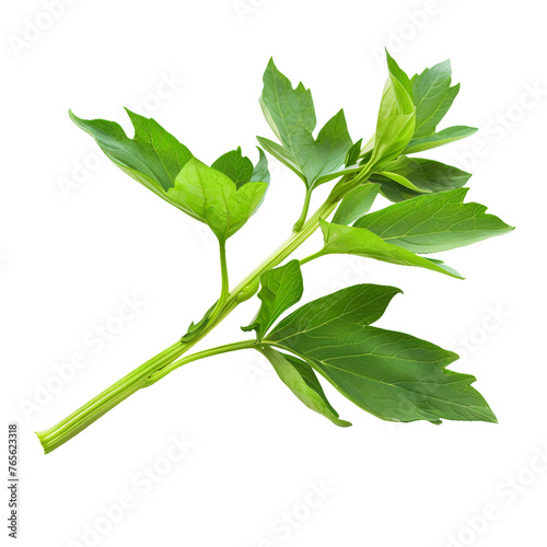 Lovage, transparent background, isolated image, generative AI