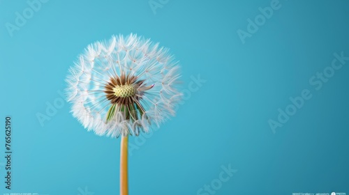  Close-up photograph of a dandelion on a blue backdrop  featuring a droplet of water at the center