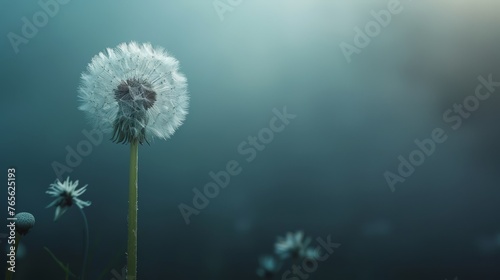  Clear dandelion focus on blue background  blurred dandelion detail