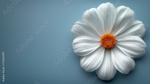  Close-up image of a white bloom on blue background featuring yellow core