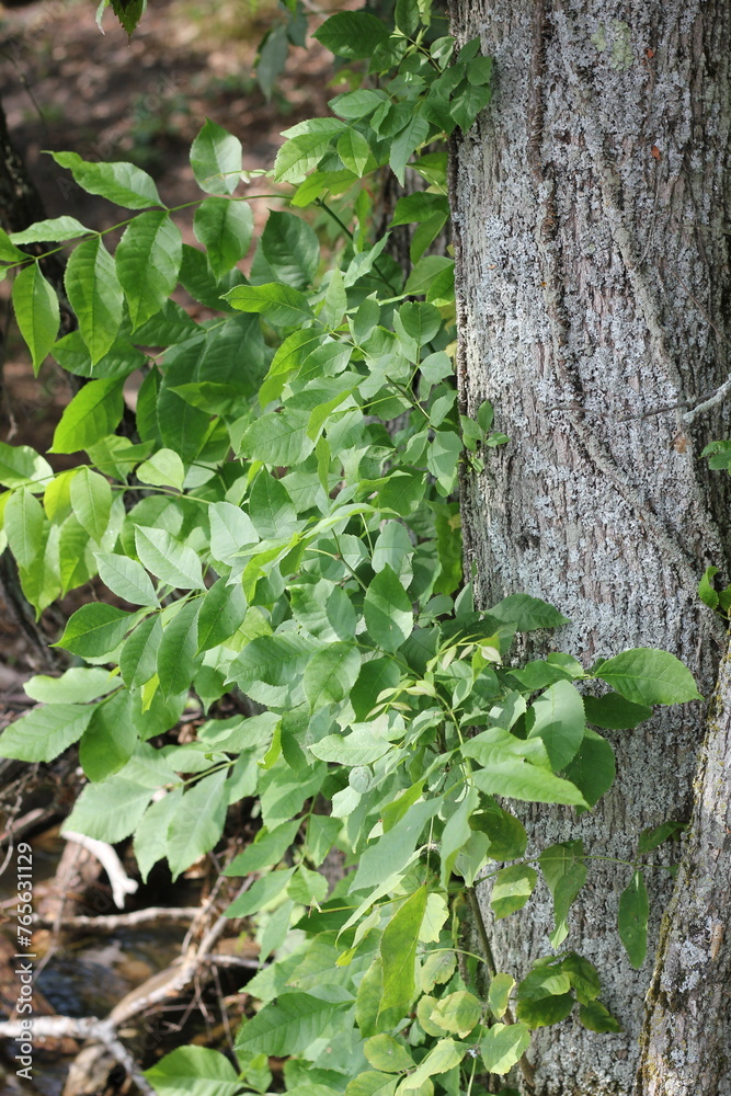 Typical common overgrown backwaters in the wilderness. Typical common overgrown backwaters in the wilderness.