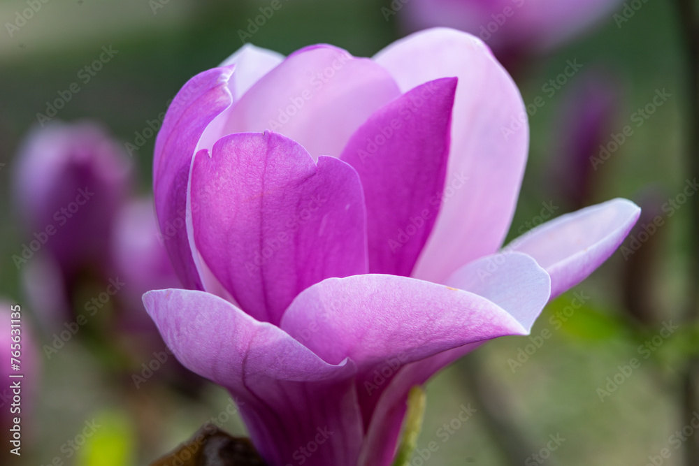 Wunderschöne rosa violette Magnolien Blüte im Garten, im Frühjahr, Symbol für Anmut, Schönheit, Reinheit, Weiblichkeit Wunderschöne rosa violette Magnolien Blüte im Garten, im Frühjahr, Symbol für Anmut, Schönheit, Reinheit, Weiblichkeit