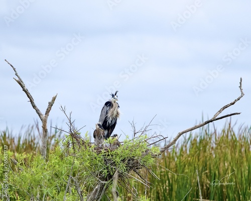 Great blue heron nesting with its babies