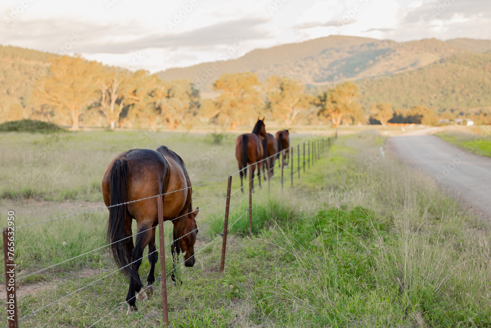 Group of horses walking together along fence line beside rural country road Group of horses walking together along fence line beside rural country road