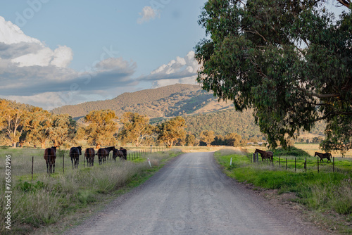 Group of horses walking together along fence line beside rural country road