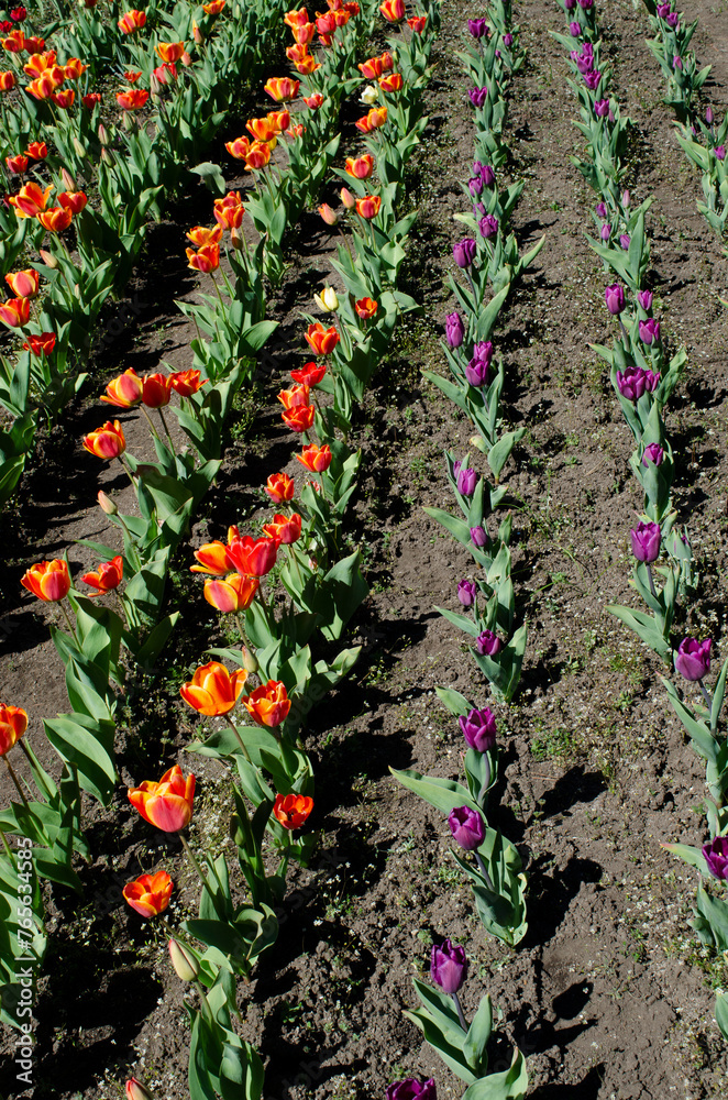 planting tulips of different colors, tulips in bloom.