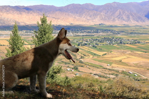 a dog in the Chong Kemin National Park in Kyrgyzstan, Central Asia