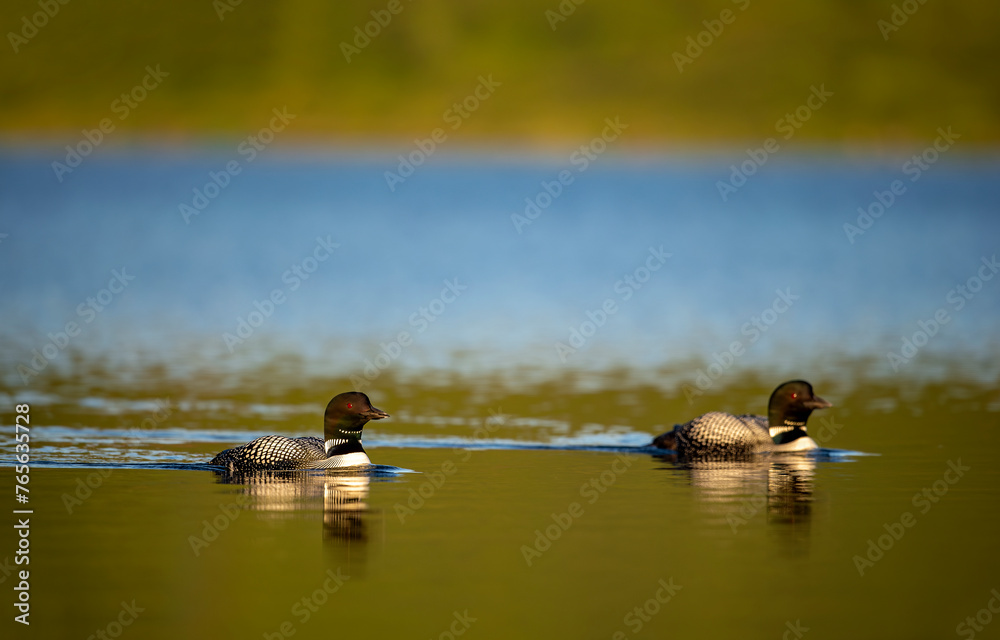 Black-throated loon, Ice diver, arctic loon or black-throated loon (Gavia arctica) swims in a lake in spring. Black-throated loon, Ice diver, arctic loon or black-throated loon (Gavia arctica) swims in a lake in spring.