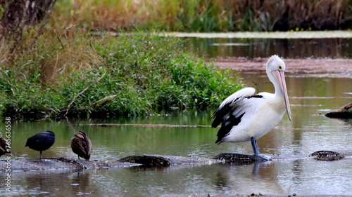 Australian pelican with other birds in a wetland. Shepparton, Australia