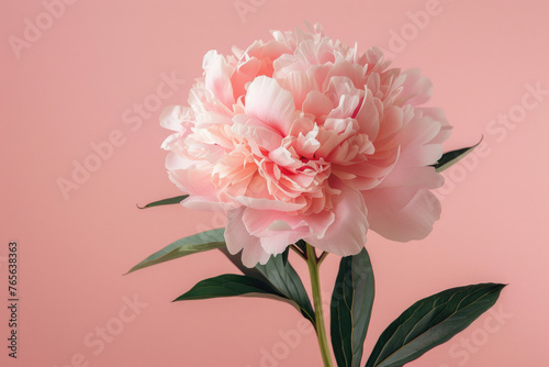 Beautiful fresh peony flower isolated on pink background