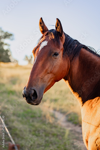 Portrait of single horse in paddock on a golden afternoon