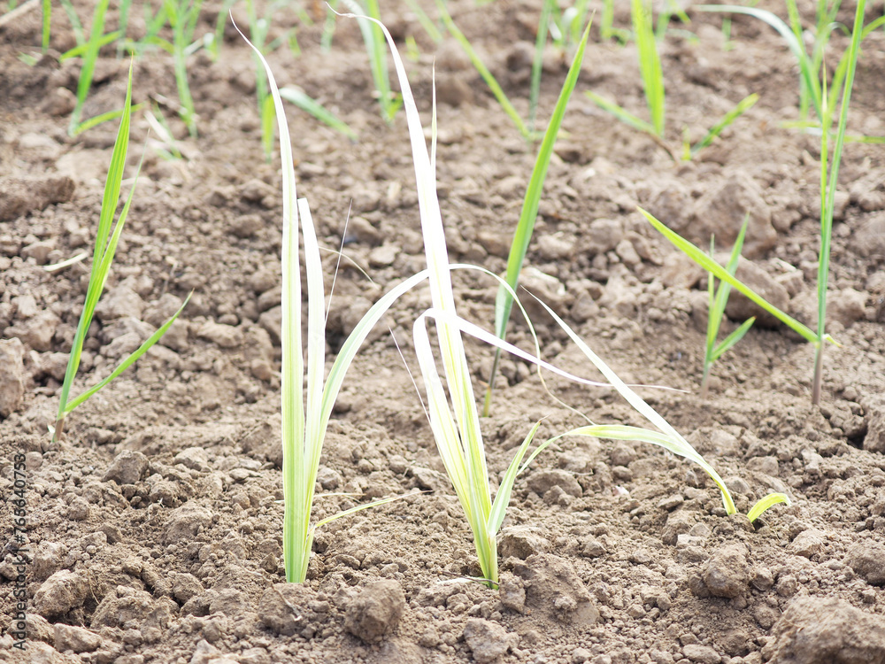 Sugarcane disease, white leaf symptom effect to growth and yield. Sugarcane disease, white leaf symptom effect to growth and yield.