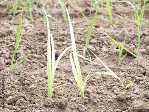 Sugarcane disease, white leaf symptom effect to growth and yield.