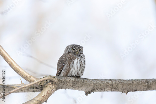Foto Eurasian pygmy owl sitting on a tree branch in spring day close up